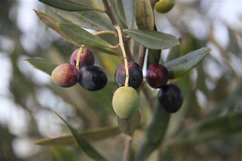 Kalamata Reserve Extra Virgin Olive Oil (Robust from Greece Fall 2023 Crush)
