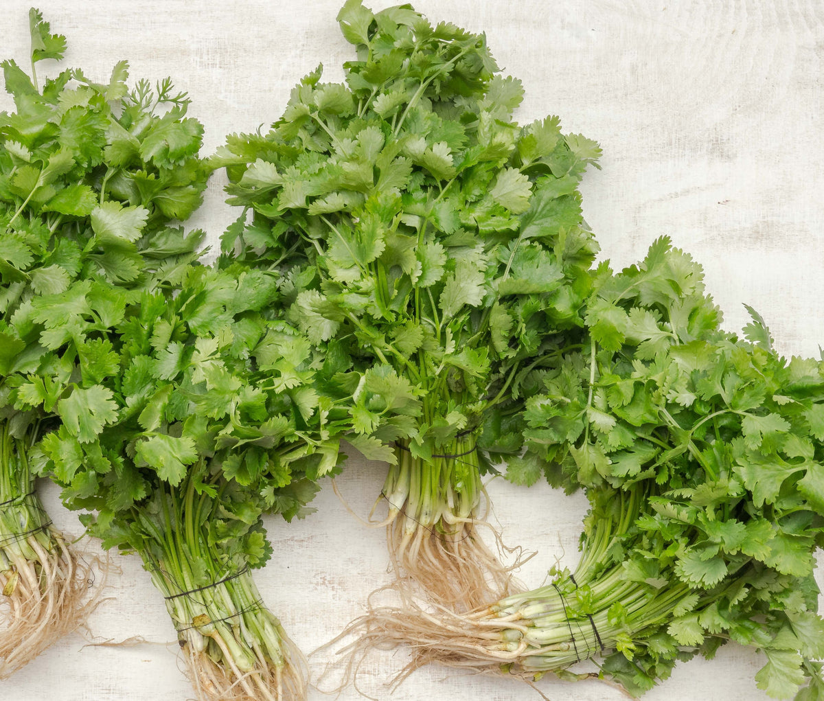 Cilantro & Roasted Onion Infused Extra Virgin Olive Oil Lively Olive