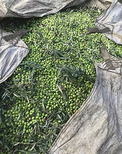 Arbequina Extra Virgin Olive Oil (Medium from Chile Spring 2023 Crush)