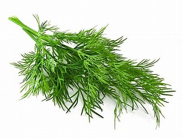 Wild Fernleaf Dill Infused Olive Oil