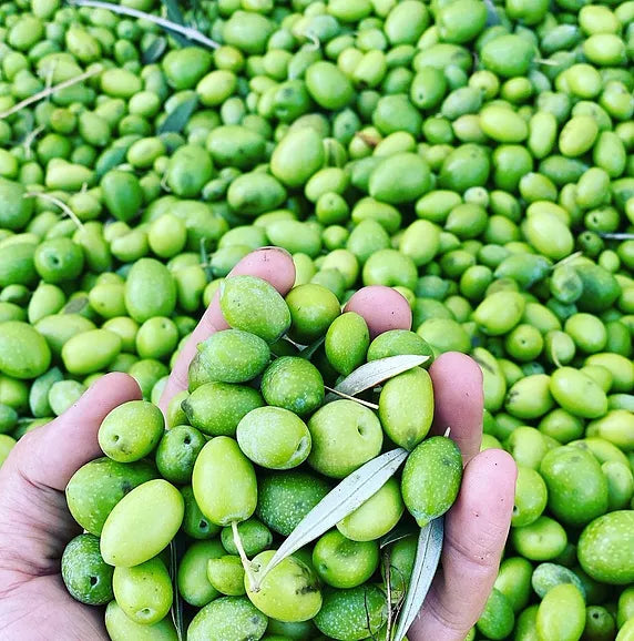 Cobrancosa Extra Virgin Olive Oil (Medium from Portugal Fall 2023 Crush)
