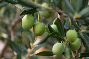 Nocellara Extra Virgin Olive Oil (Medium from Italy Fall 2023 Crush)