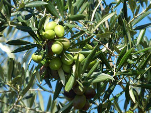 Correggiola Extra Virgin Olive Oil (Medium from Australia Spring 2023 Crush)