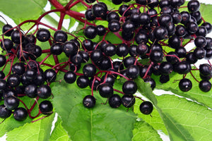 Elderberry Dark Balsamic Vinegar