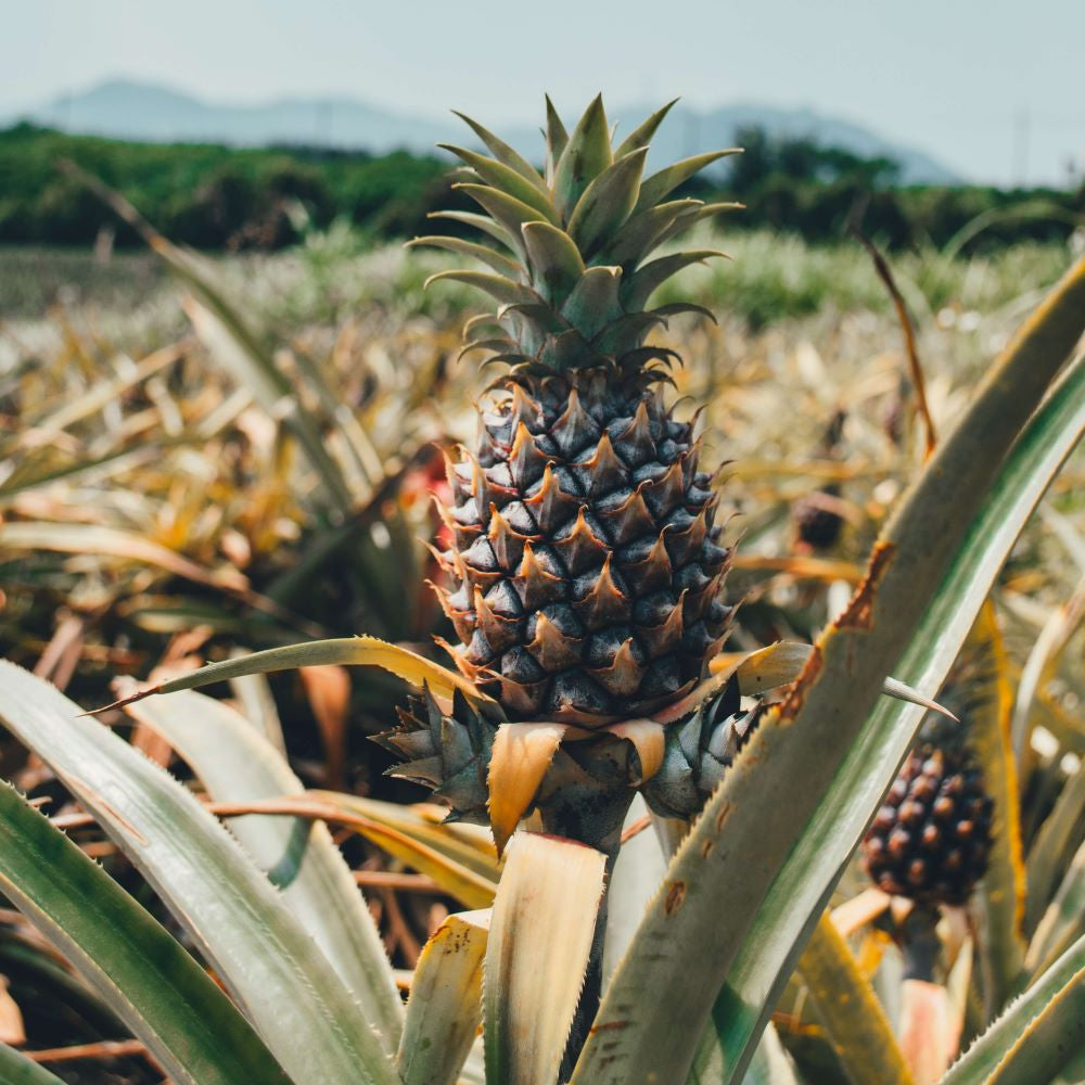 Golden Pineapple White Balsamic Vinegar 60 ml