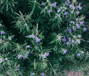 Wild Rosemary Agrumato Fused Extra Virgin Olive Oil