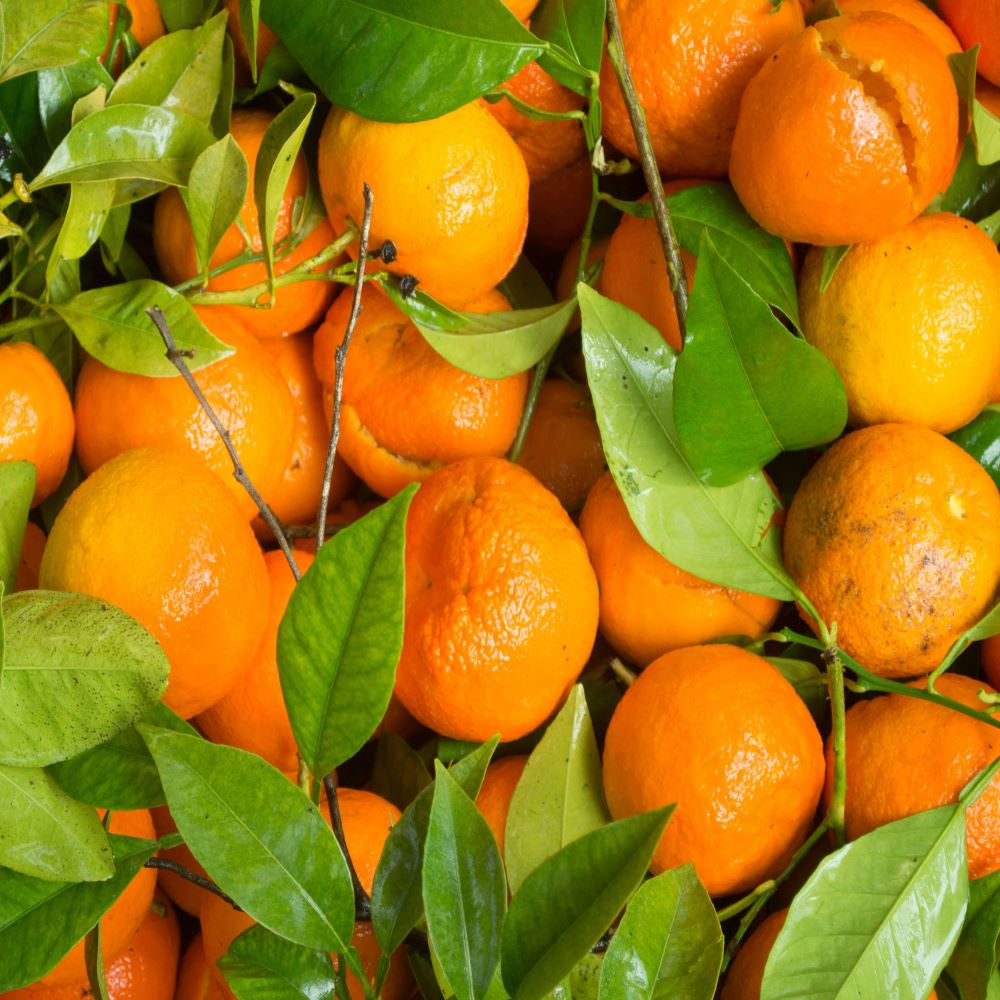 Tangerine Dark Balsamic Vinegar 60 ml